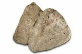 Fossil Dinosaur (Ankylosaurus) Osteoderm - Montana #380187-2